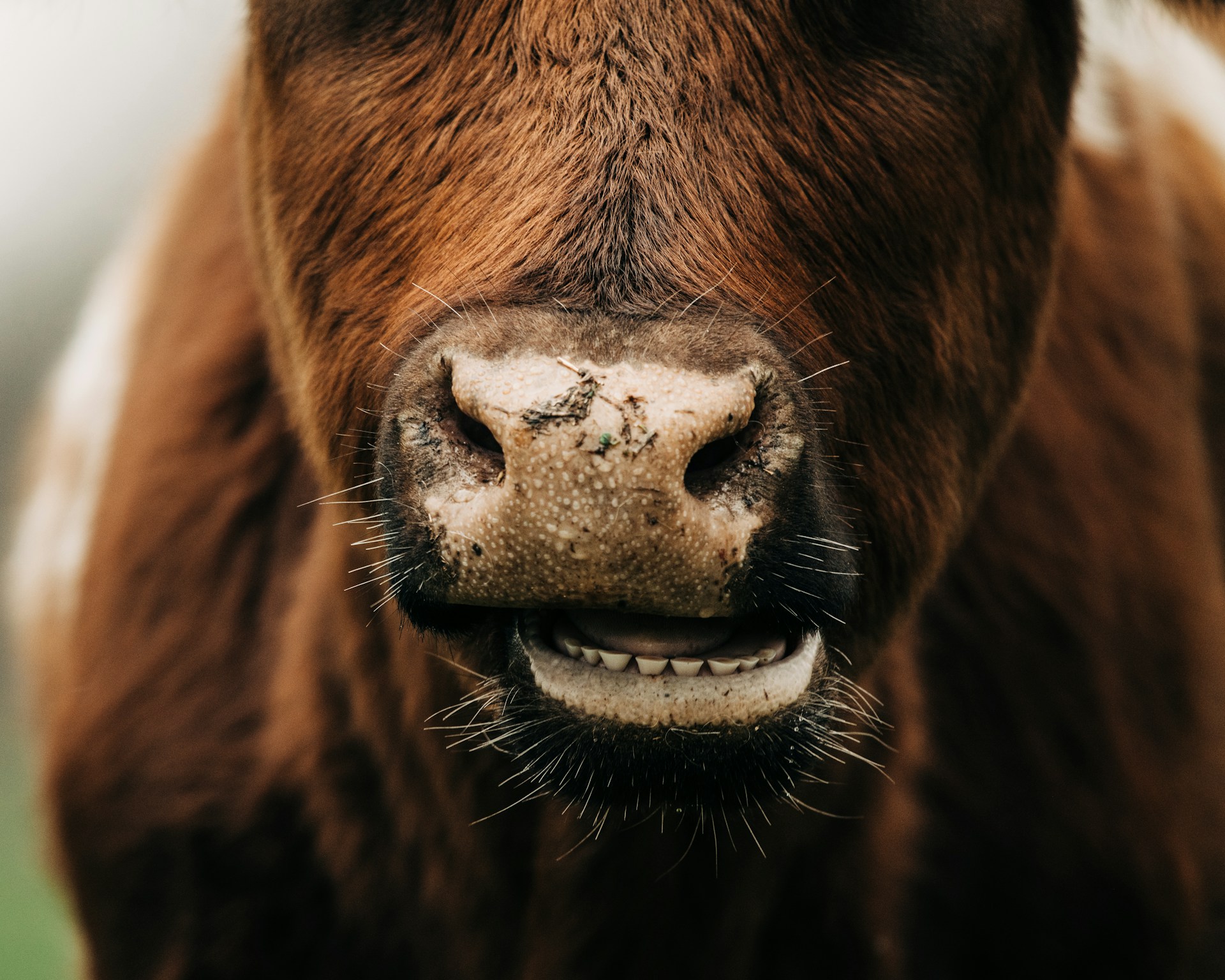 Die sprechenden Tiere