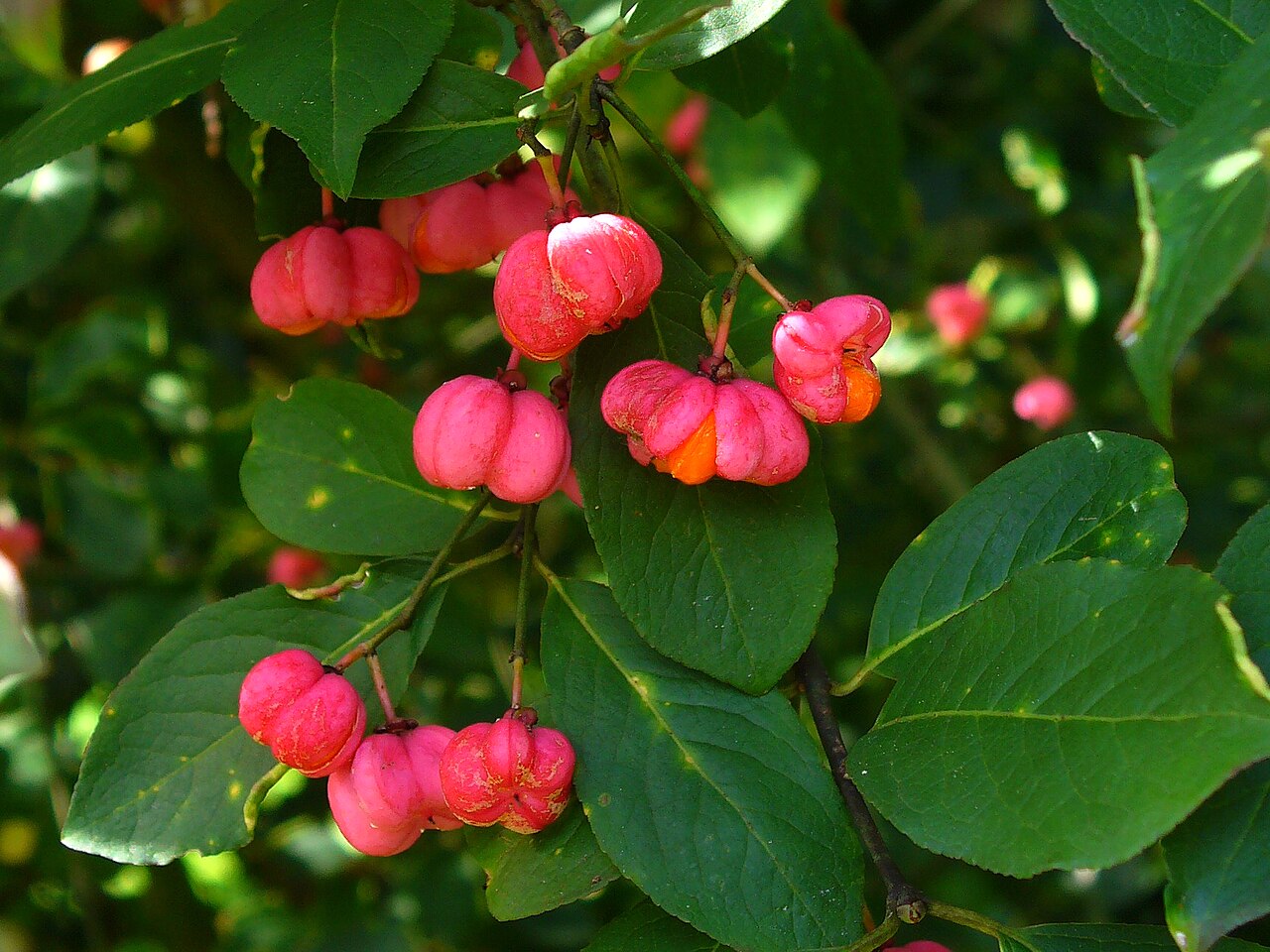 Pfaffenkapperl, Euonymus Europaeus