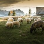 Schafe auf der Alm