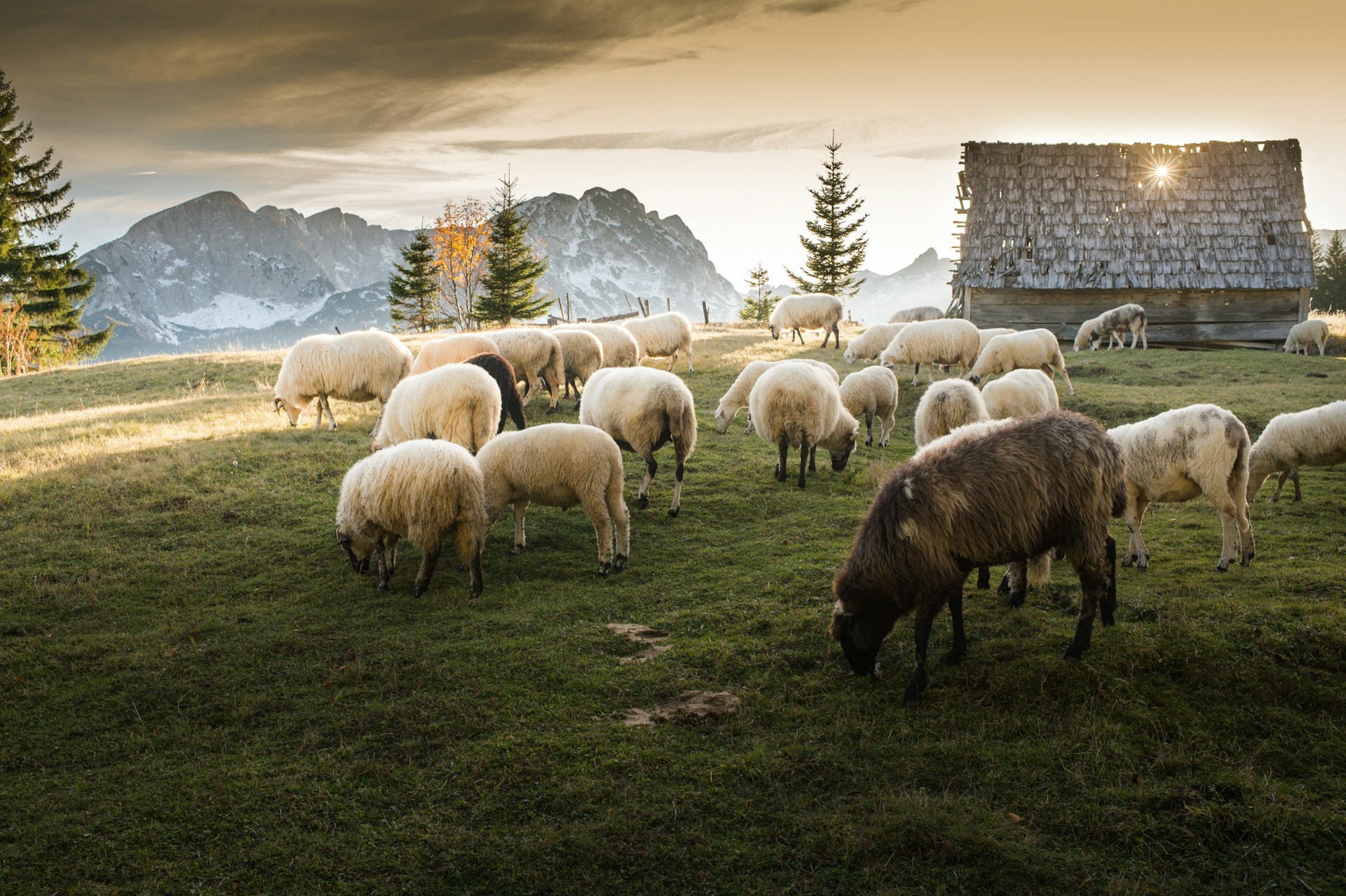 Schafe auf der Alm