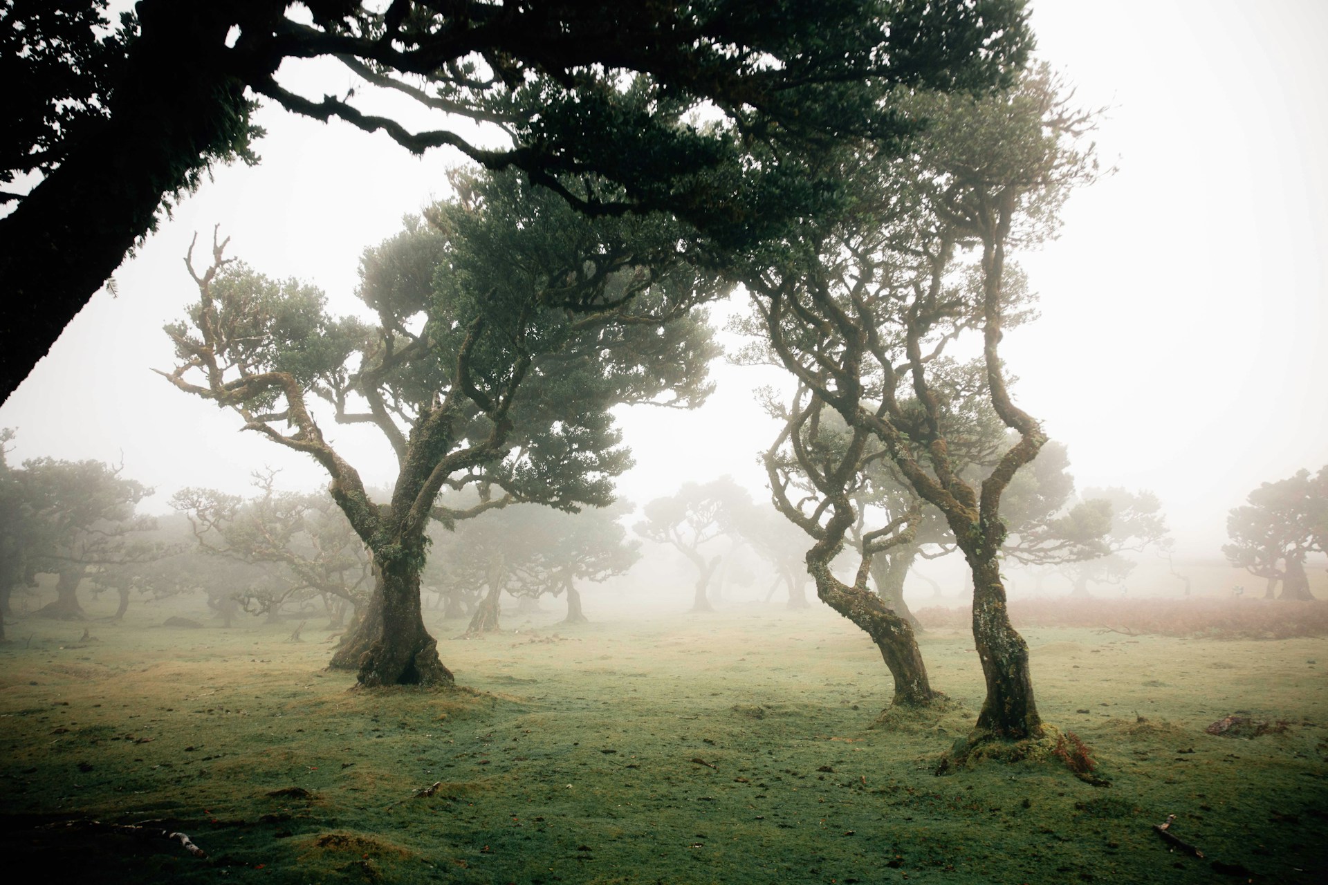 Moor, Nebel