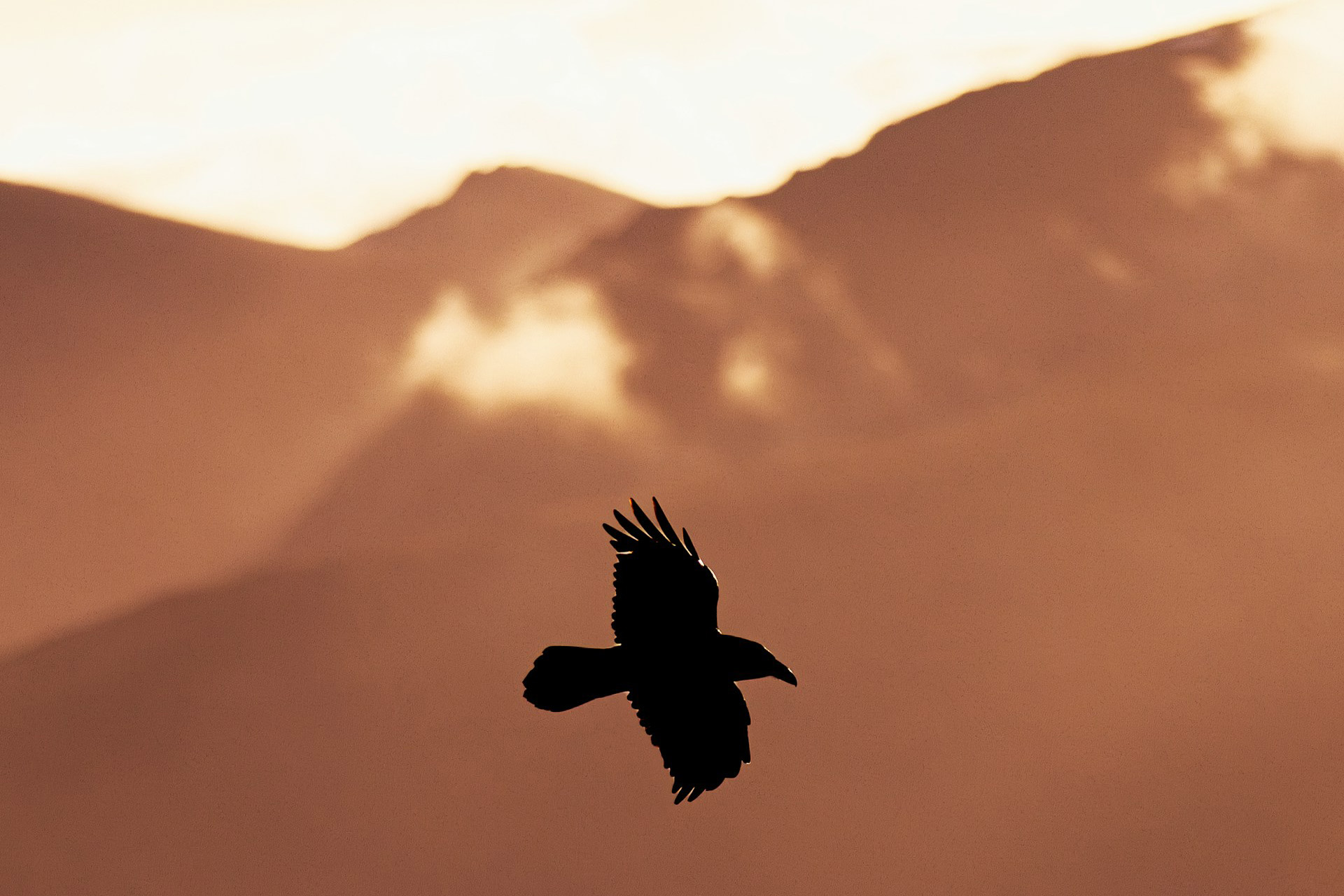 Rabe im Flug