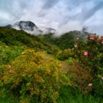 Almrausch, Alpenrose