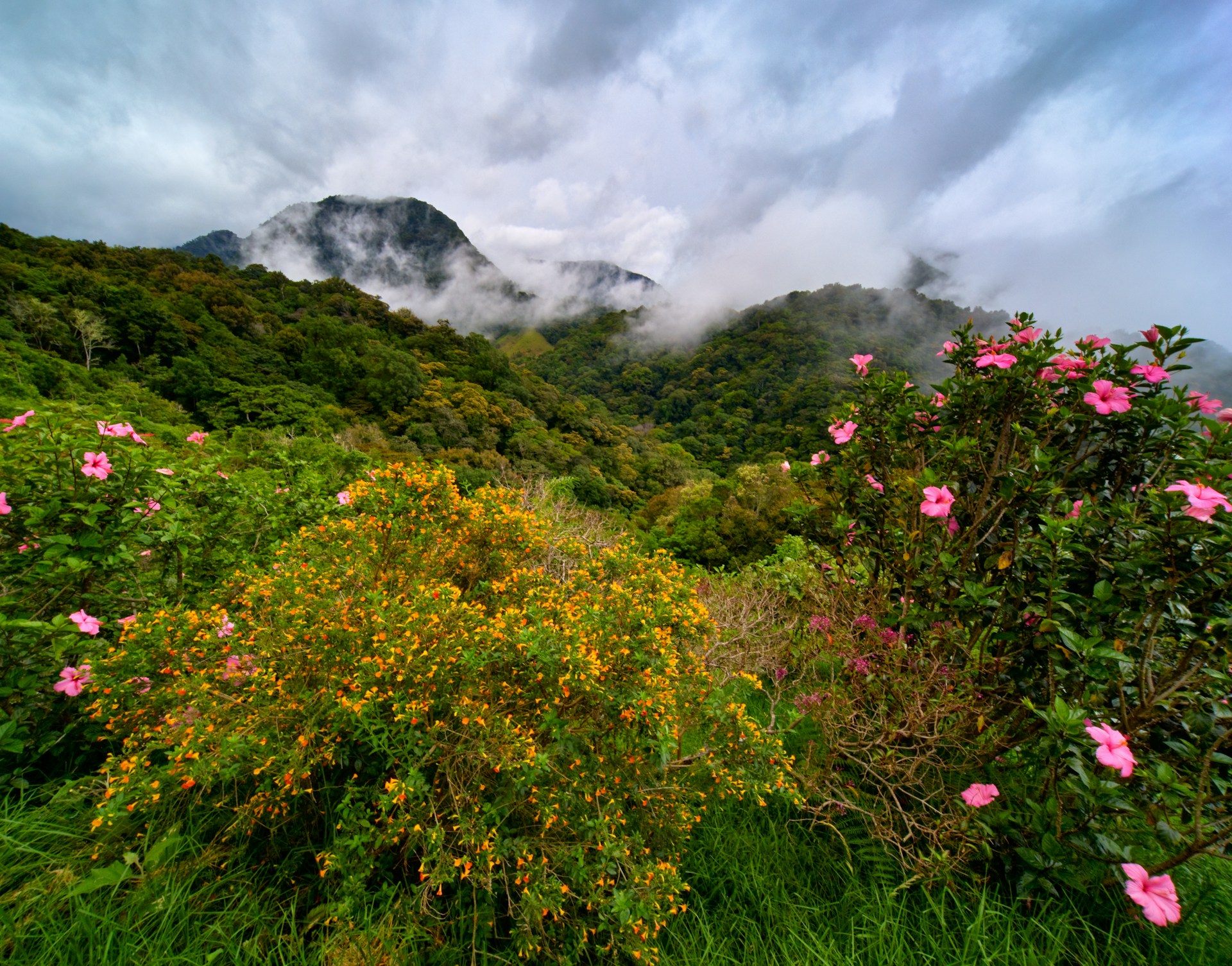 Almrausch, Alpenrose
