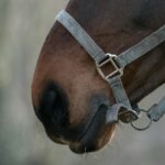 Pferd, reiten
