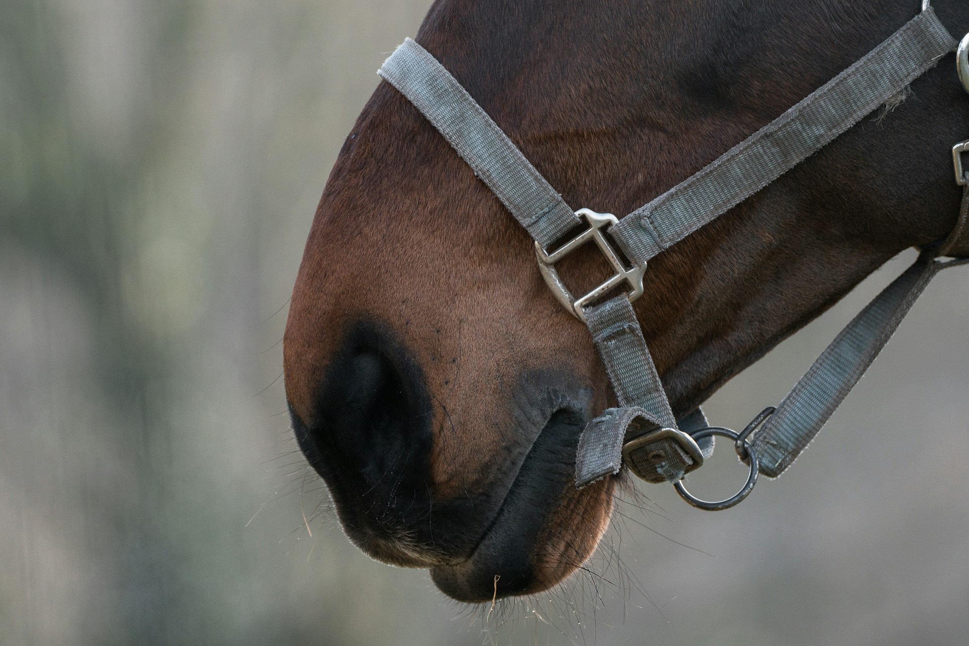 Pferd, reiten